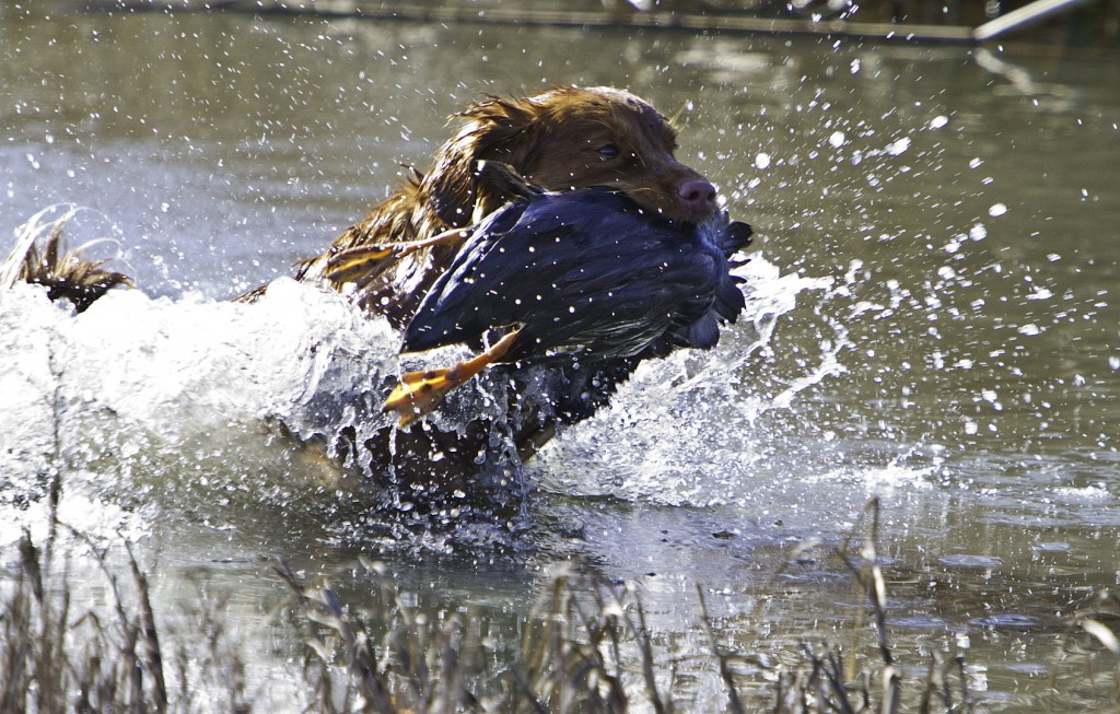 Toller retrieving duck with enthusiasm water splash